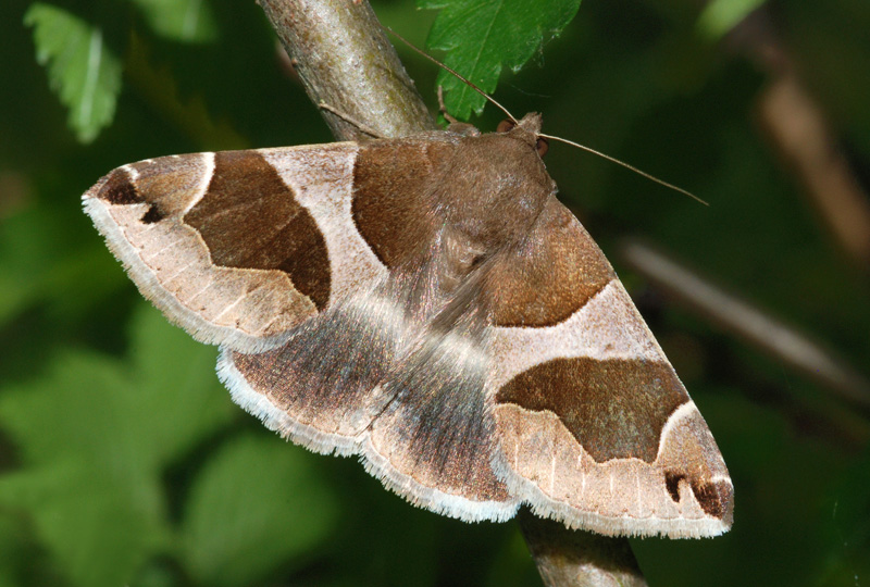 Bel Noctuidae
